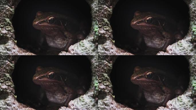 矮树蛙在洞穴中休息
