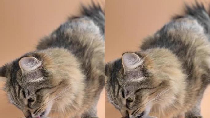 美丽蓬松的猫吃杯子里的干粮。西伯利亚猫年轻特写。宠物适当营养的概念。垂直视频，用于社交网络。慢动作。