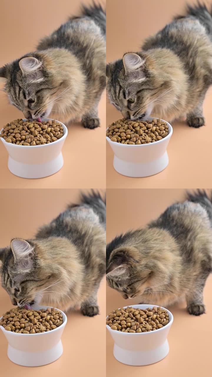 美丽蓬松的猫吃杯子里的干粮。西伯利亚猫年轻特写。宠物适当营养的概念。垂直视频，用于社交网络。慢动作。