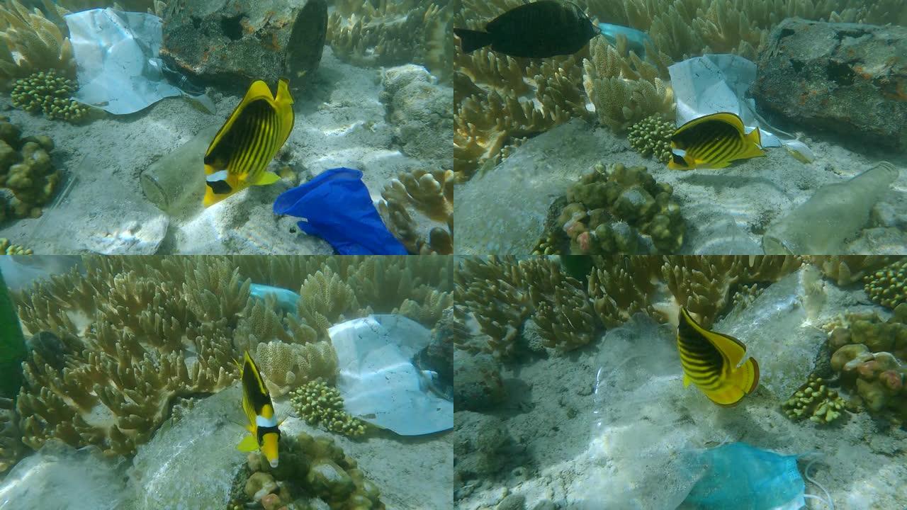 热带彩鱼在塑料和其他碎屑之间的珊瑚礁上吃草。珊瑚海底的面罩、塑料和其他碎片。海洋的塑料污染