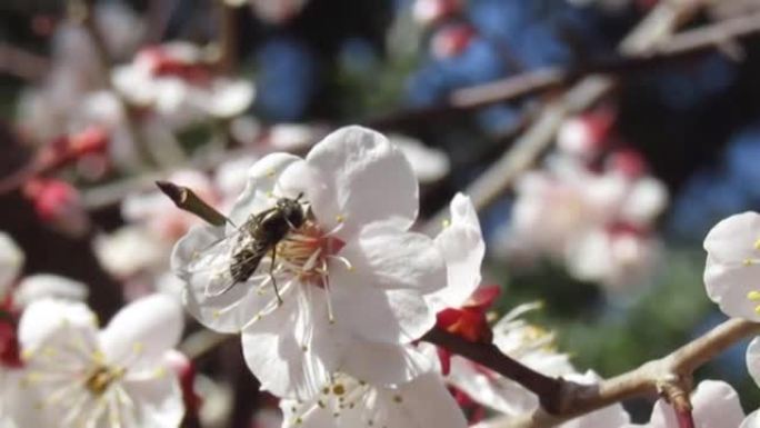 日本。三月。从梅花中采集花蜜的蜜蜂。