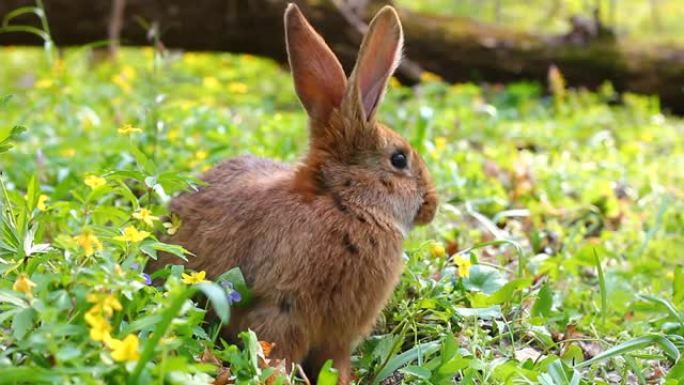棕色蓬松的家兔大耳朵坐在绿色草地上春季特写，复活节兔子为复活节。