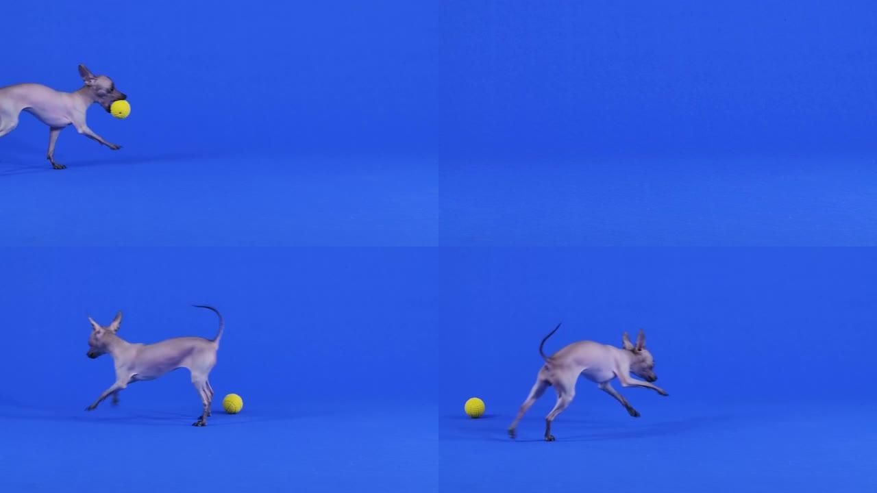Xoloitzcuintle在工作室里用蓝色的背景玩着一个黄色的橡皮球。球落在了地板上，宠物追上了它