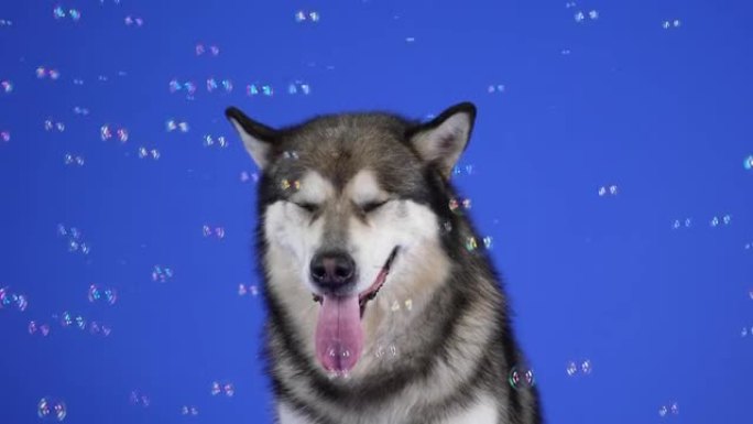 阿拉斯加雪橇犬在蓝色背景的工作室里张着嘴坐着。肥皂泡在宠物周围飞来飞去，狗用嘴抓住它们并吃掉它们。慢