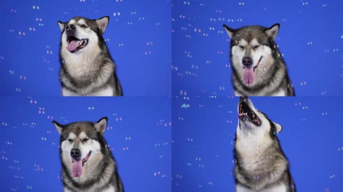 阿拉斯加雪橇犬在蓝色背景的工作室里张着嘴坐着。肥皂泡在宠物周围飞来飞去，狗用嘴抓住它们并吃掉它们。慢