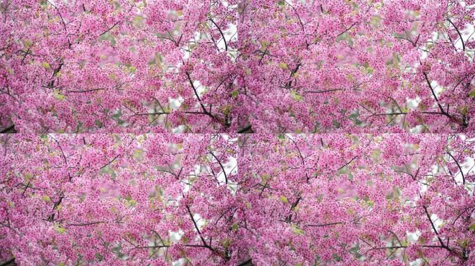 樱花图案花枝花树