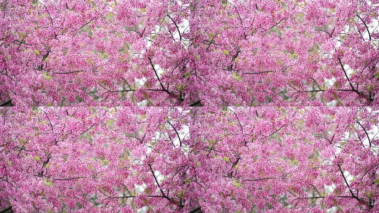 樱花图案花枝花树