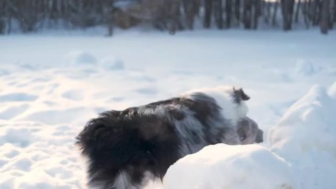 年轻的澳大利亚牧羊犬梅尔 (merle) 在雪地里与牛狗玩耍