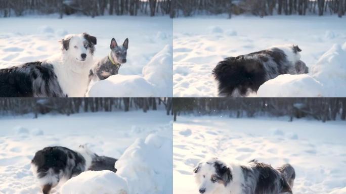 年轻的澳大利亚牧羊犬梅尔 (merle) 在雪地里与牛狗玩耍