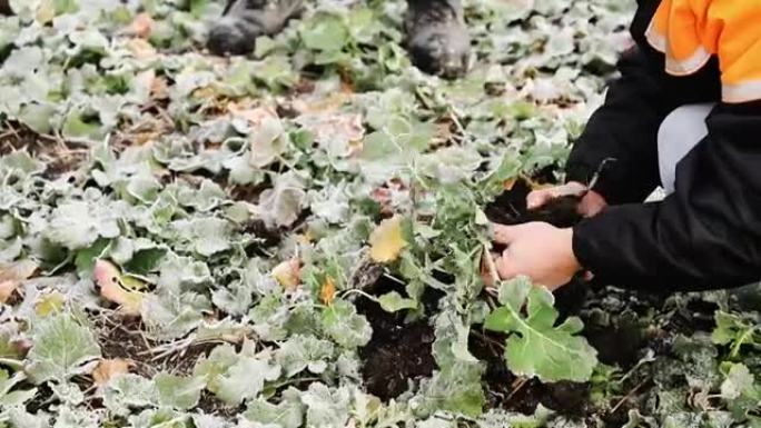 农民在地里。一位植物专家，检查油菜籽田。概念生态，生物产品，检验，天然产品。有机农业生物燃料种植园