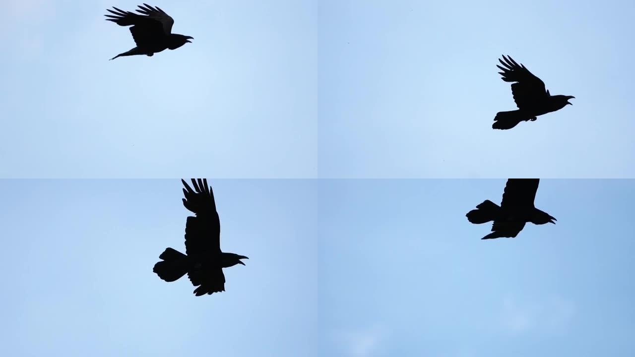 展开翅膀的黑乌鸦在天空中飞翔