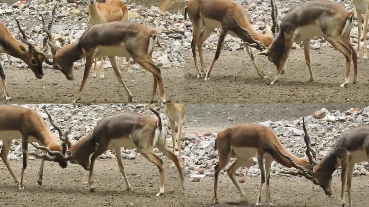 马鹿打架，两只白尾鹿。小鹿战斗。鹿特写镜头。花斑鹿脸，白尾鹿在森林。鹿的家庭。鹿的头。