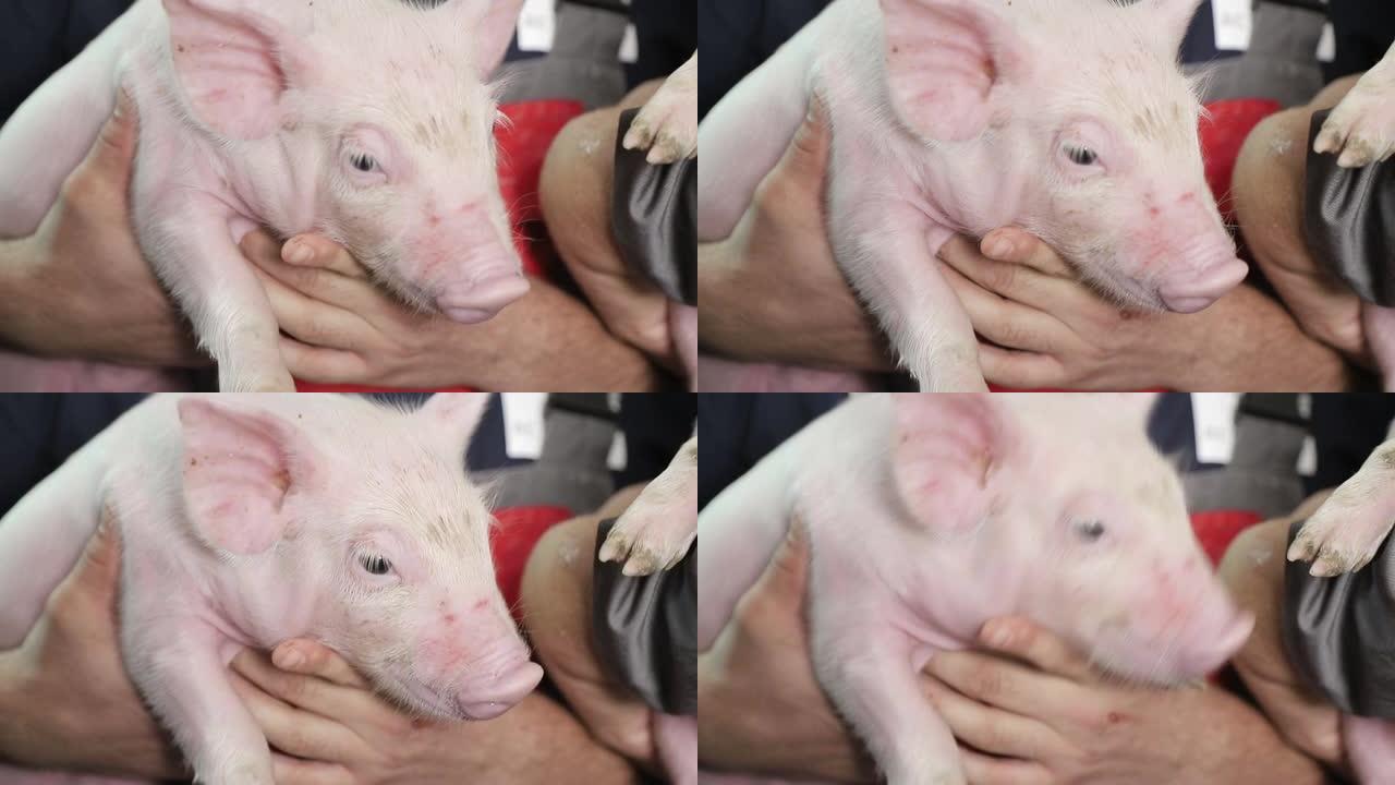 猪脸的特写。一群猪在不同品种和颜色的围栏里。农场里的猪