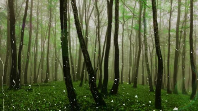 雨打森林。窗外的景色。雨滴落在玻璃上。