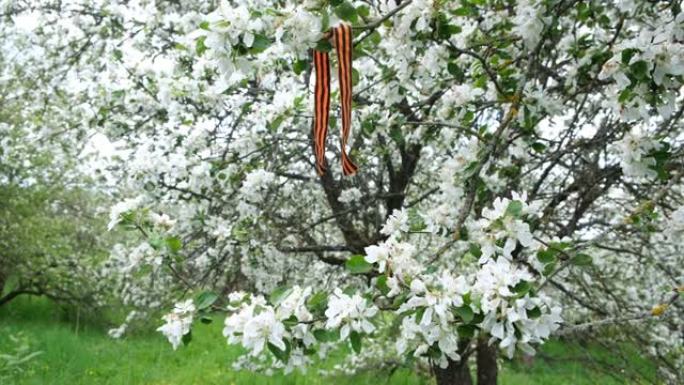 盛开的树枝上的圣乔治丝带。胜利日1945的象征