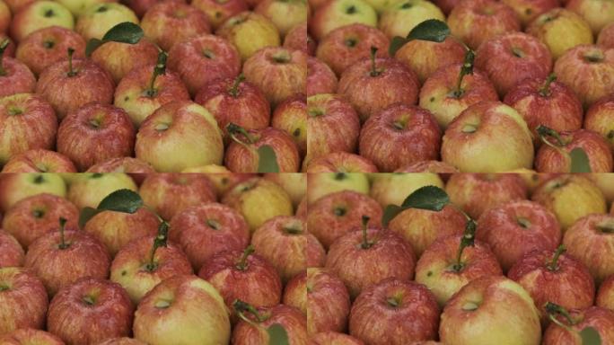 在露珠中放大一堆成熟的红苹果。