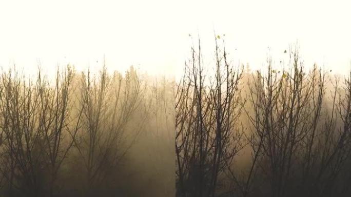 垂直视频有雾的天气和树木，晨雾，阴沉的天气，阴沉的天气和树木，空中雾视图，空中雾视频，空中忧郁，滑过