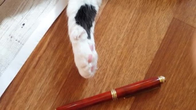 4k视频，白色猫爪在地板上玩笔，搞笑视频