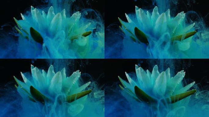 白花上流动的水中蓝色和黄色油墨涂料的慢动作