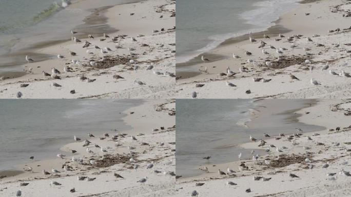 没有人和很多海鸥的海滩场景