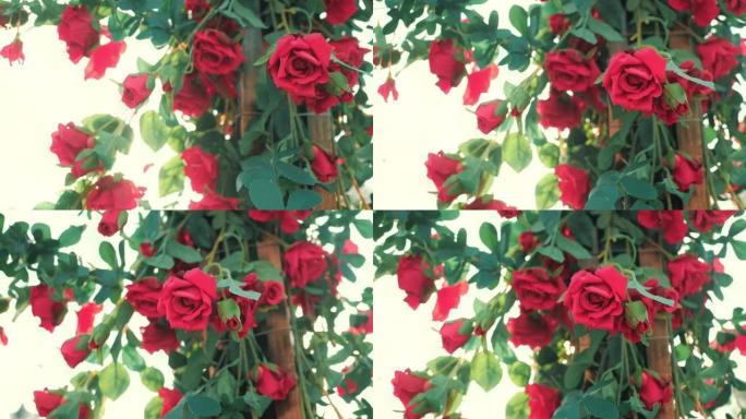 美丽的红玫瑰在夏日花园中绽放着阳光。玫瑰花生长在户外，自然，开花背景。
