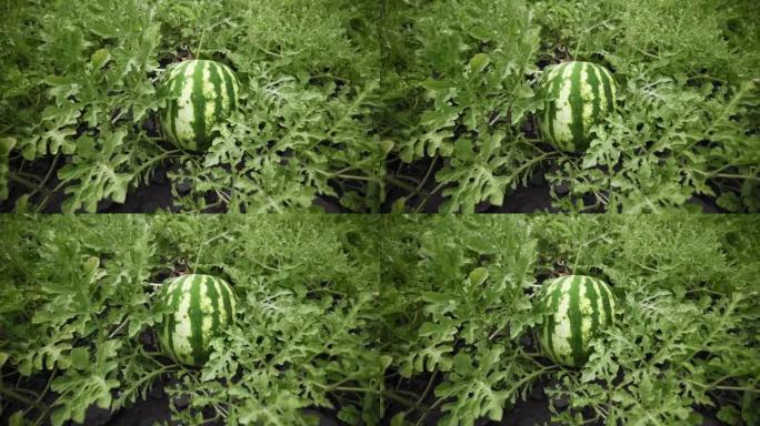 花园里植物上的西瓜。成熟的大浆果。西瓜作物。收获时间。