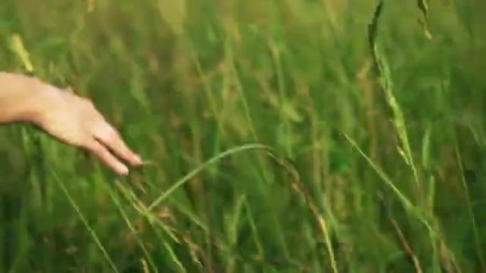 走在夏日田野上的女人。手摸田野里的花和草。美丽无忧无虑的女人在令人难以置信的五颜六色的日落中享受麦田
