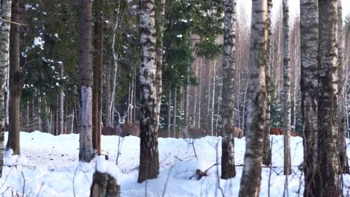 在冬季森林中行走的马鹿。野生动物，在自然环境中饲养鹿