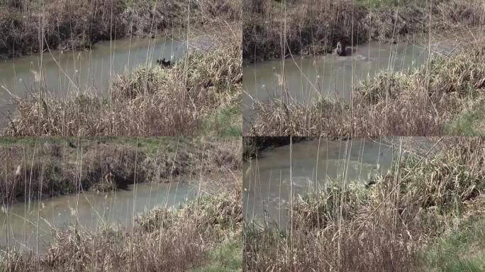 在茂密的植被中，小溪边的德国牧羊犬跳入溪流中，为主人扔进水中的树枝