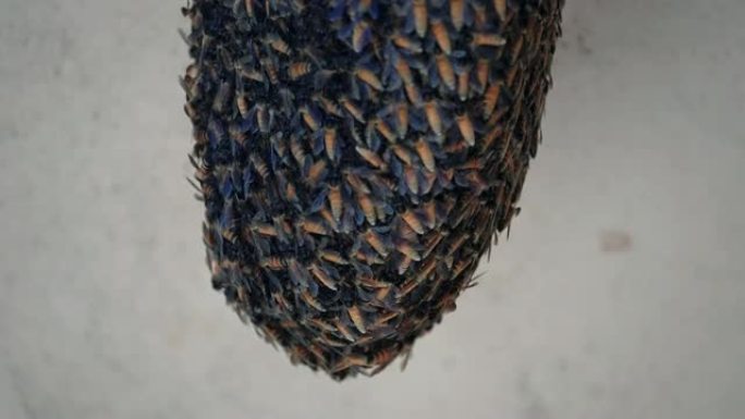 蜜蜂照顾蜂巢的特写镜头
