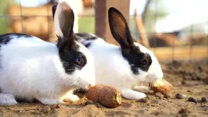 两只可爱的欧洲兔子或谷鸟在阳光明媚的阳光下吃红薯。美丽的小猪兔子特写。