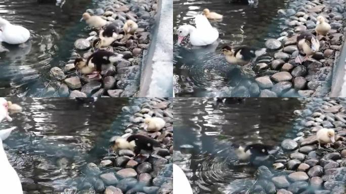 可爱的黑色和黄色小鸭子在岩石上行走，寻找食物，然后在湖边游走。