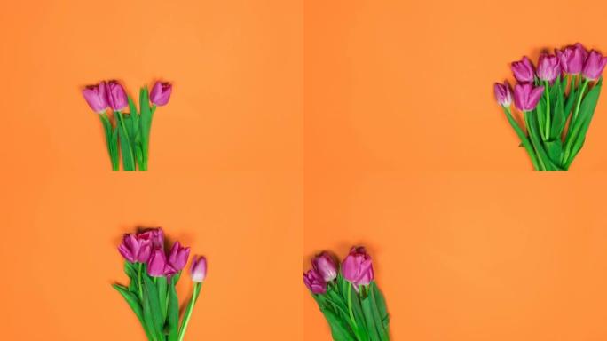 在橙色背景上从右向左滚动七种有机紫色郁金香的定格动画