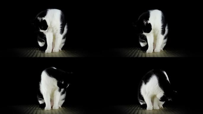 黑白猫舔和洗