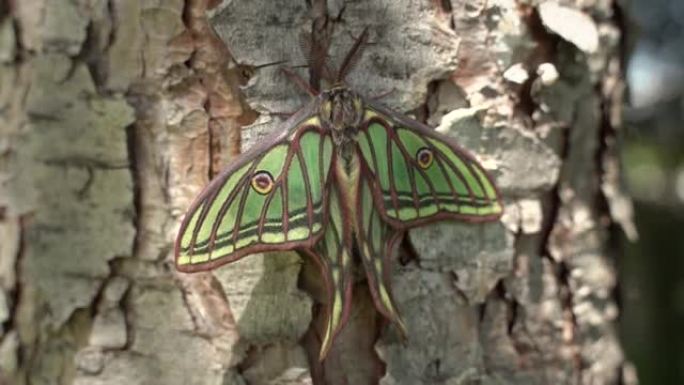 松树上的绿色蝴蝶。Graellsia是西班牙和法国的稀有飞蛾