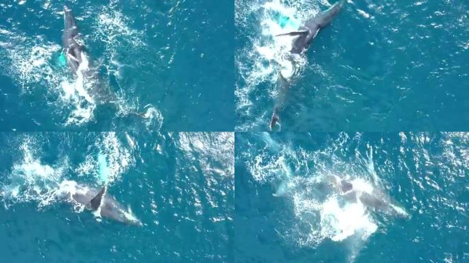 雌性座头鲸Pec在夏威夷毛伊岛沿海拍打2