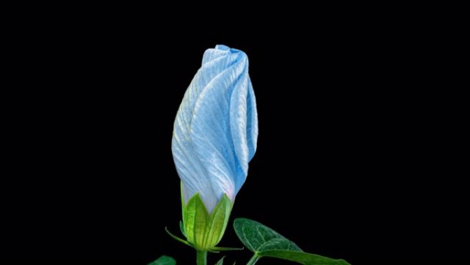 蓝色芙蓉，黑色背景上的中国蓝玫瑰，延时