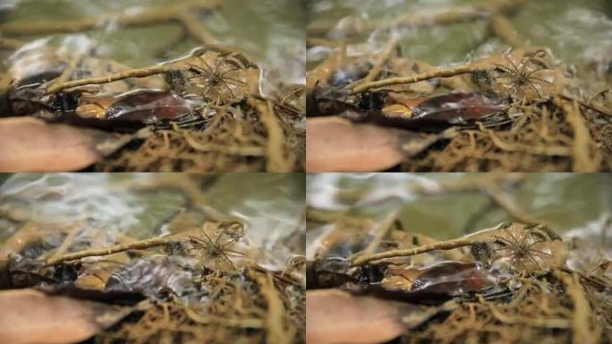金球网蜘蛛，Nephilia Maculata，在瀑布河附近的丛林中，黑体上有黄色圆点的雌性物种。