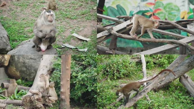 4k森林公园猴子玩耍嬉戏生活