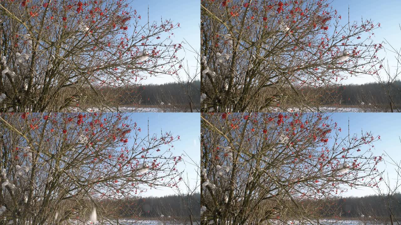雪落在荚蒾树的红色浆果上