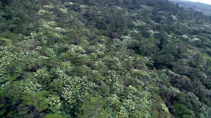 航拍高山白杜鹃花