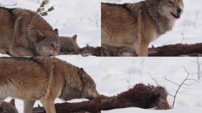 两只狼-和死去的红鹿，在白雪和冬季森林中奔跑，白俄罗斯