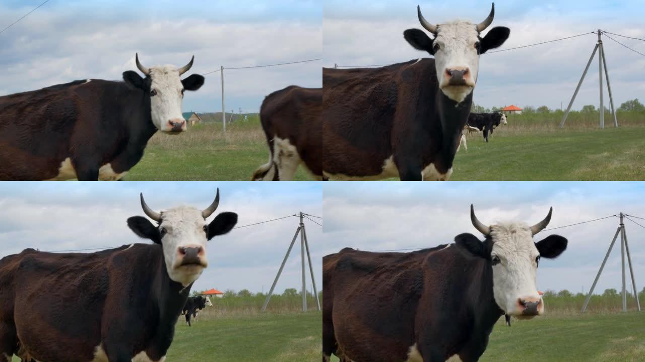 黑白母牛特写，保护它的后代，追逐一头有角的年轻公牛