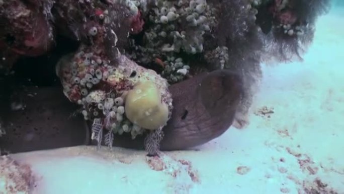 马尔代夫水下清澈海床背景下的海鳗。