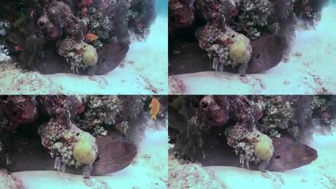 马尔代夫水下清澈海床背景下的海鳗。