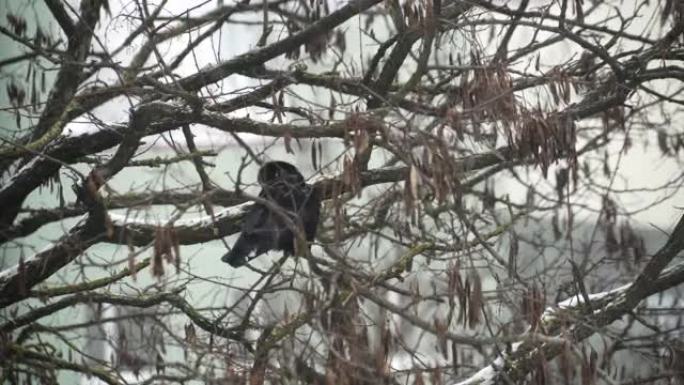 一只乌鸦在大雪中坐在树上