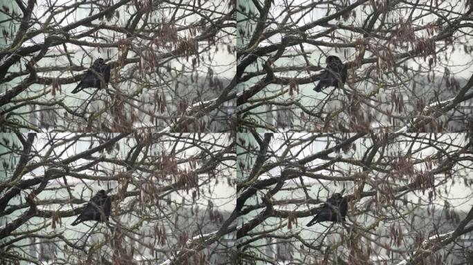一只乌鸦在大雪中坐在树上
