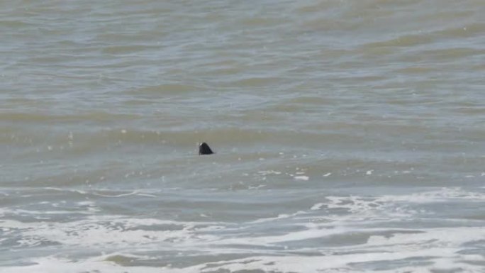 可爱的海豹沿着海岸游泳