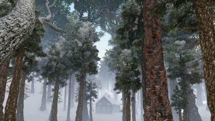 一座古老的森林和树林里的小屋降雪