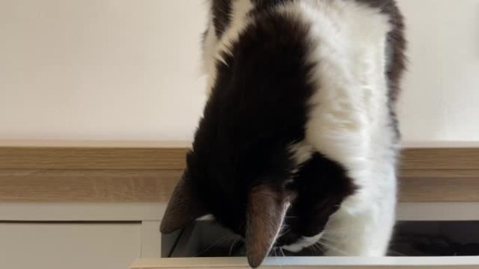 黑白猫试图从抽屉里偷东西